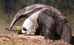 Th&uacute; ăn kiến khổng lồ - Lo&agrave;i vật với h&igrave;nh h&agrave;i th&uacute; vị 