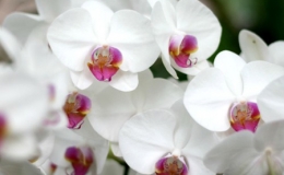 Thế giới kỳ lạ của hoa lan