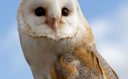 Thế giới của c&aacute;c lo&agrave;i c&uacute;