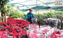 Hồng Việt - xu&acirc;n về