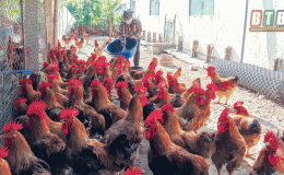 Vốn t&iacute;n dụng ch&iacute;nh s&aacute;ch g&oacute;p phần giảm ngh&egrave;o bền vững 