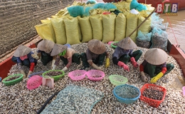 N&ocirc;ng nghiệp Th&aacute;i B&igrave;nh vượt kh&oacute; gi&agrave;nh thắng lợi