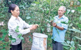 Ch&egrave; M&eacute;t, đậm đ&agrave; vị qu&ecirc; hương