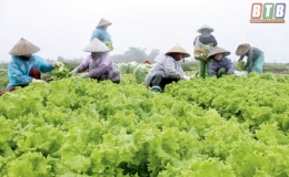 An Lộc: Thu lộc từ rau