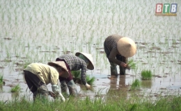 Kiến Xương gieo cấy được tr&ecirc;n 75% diện t&iacute;ch l&uacute;a xu&acirc;n