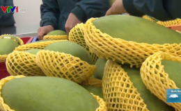 Xo&agrave;i Việt Nam ch&iacute;nh thức được cấp ph&eacute;p v&agrave;o Mỹ