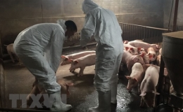 Chưa ph&aacute;t hiện th&ecirc;m ổ dịch tả lợn ch&acirc;u Phi