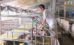 T&aacute;i đ&agrave;n vật nu&ocirc;i