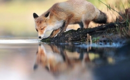 Thư gi&atilde;n với những khoảnh khắc h&agrave;i hước của động vật hoang d&atilde;