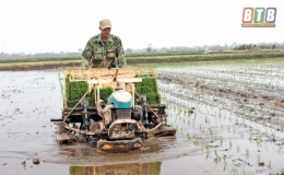 Th&aacute;i Thụy đẩy nhanh tiến độ gieo cấy l&uacute;a xu&acirc;n