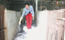 Vũ Thư chủ động ph&ograve;ng ngừa bệnh dịch tả lợn ch&acirc;u Phi