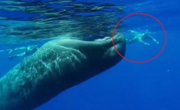 Thợ lặn mạo hiểm bơi ngay miệng c&aacute; voi khổng lồ