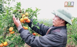 Dấu ấn &ldquo;tam n&ocirc;ng&rdquo; ở Hồng An