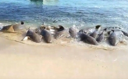 Đ&agrave;n c&aacute; mập hung dữ chen nhau lao l&ecirc;n bờ tại Australia