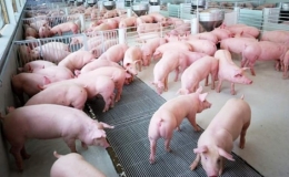 Gi&aacute; thịt lợn hơi ở c&aacute;c địa phương giảm mạnh