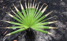 Sự hồi sinh kỳ diệu sau thảm họa ch&aacute;y rừng ở Australia