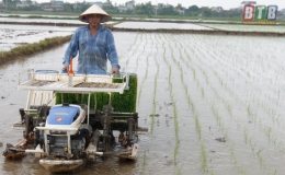 N&ocirc; nức xuống đồng