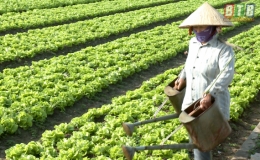 Hiệu quả m&ocirc; h&igrave;nh tổ hợp t&aacute;c sản xuất rau an to&agrave;n