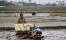 Kiến Xương gieo cấy được gần 70% diện t&iacute;ch l&uacute;a vụ xu&acirc;n