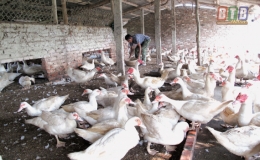 Th&aacute;i Thụy tập trung ph&ograve;ng, chống dịch c&uacute;m gia cầm