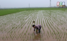 Đ&ocirc;ng Hưng: Ho&agrave;n th&agrave;nh gieo cấy l&uacute;a xu&acirc;n