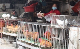  Cấp hơn 700 giấy chứng nhận kiểm dịch động vật