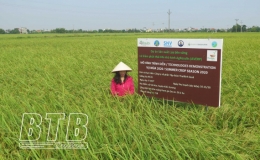 Kiến Xương: N&ocirc;ng nghiệp l&agrave; trụ đỡ của kinh tế