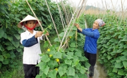 Kỹ thuật trồng chăm s&oacute;c c&acirc;y dưa chuột xu&acirc;n