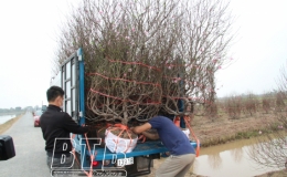 Minh T&acirc;n: Người trồng đ&agrave;o gặp kh&oacute; v&igrave; dịch Covid-19 