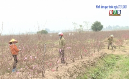 Người trồng đ&agrave;o Minh T&acirc;n giảm thu v&igrave; dịch Covid-19