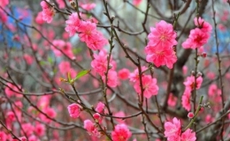 Nhận định thời tiết dịp tết Nguy&ecirc;n đ&aacute;n T&acirc;n Sửu (Từ 02-16/02/2021)