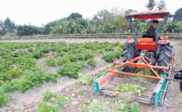 Niềm vui khoai t&acirc;y được m&ugrave;a, được gi&aacute;