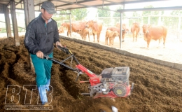 Sử dụng đệm l&oacute;t sinh học xử l&yacute; chất thải trong chăn nu&ocirc;i tr&acirc;u, b&ograve;