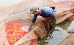 Tất bật thu hoạch c&aacute; ch&eacute;p đỏ phục vụ tết &ocirc;ng C&ocirc;ng, &ocirc;ng T&aacute;o