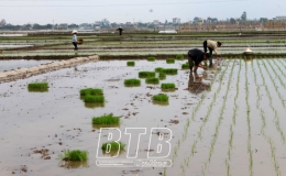 Vũ Thư: Hối hả sản xuất vụ xu&acirc;n