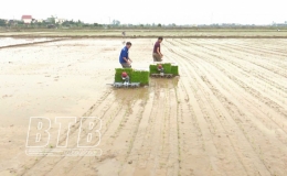 Đ&ocirc;ng Hưng mở rộng diện t&iacute;ch cấy m&aacute;y ở vụ xu&acirc;n năm 2022