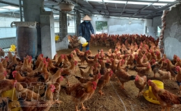 &ldquo;Giữ ấm&rdquo; cho vật nu&ocirc;i