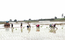 N&ocirc; nức xuống đồng