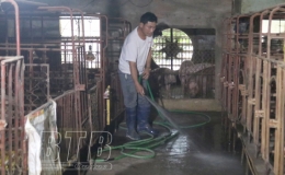 Quỳnh Phụ: Chủ động ph&ograve;ng, chống đ&oacute;i, r&eacute;t cho vật nu&ocirc;i