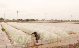 Chủ động chống r&eacute;t cho l&uacute;a v&agrave; gia s&uacute;c, gia cầm