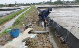 Vũ Thư: Ứng ph&oacute; với r&eacute;t đậm, r&eacute;t hại bảo vệ l&uacute;a xu&acirc;n mới gieo cấy