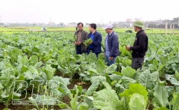 Chuyển biến ở vựa rau Trung An