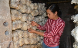 Cơ hội l&agrave;m gi&agrave;u từ trồng nấm