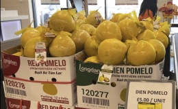 L&ocirc; bưởi Diễn xuất khẩu ch&iacute;nh ngạch đầu ti&ecirc;n đến Anh