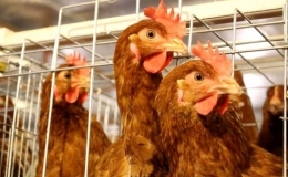 Ngăn chặn việc vận chuyển tr&aacute;i ph&eacute;p gia cầm, sản phẩm gia cầm nhập lậu