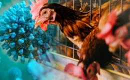 Nhận định của WHO về t&igrave;nh h&igrave;nh dịch c&uacute;m H5N1