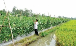 Quảng B&igrave;nh: Th&iacute;ch ứng với biến đổi kh&iacute; hậu từ chương tr&igrave;nh n&ocirc;ng th&ocirc;n mới