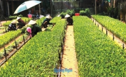 Quảng Ng&atilde;i x&acirc;y dựng n&ocirc;ng th&ocirc;n mới: Mục ti&ecirc;u cao, quyết t&acirc;m lớn