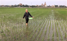 Vũ Thư: Chăm s&oacute;c, bảo vệ 7.500 ha l&uacute;a xu&acirc;n đầu vụ   