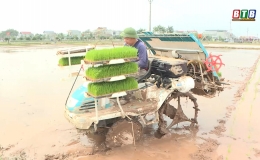 Đ&ocirc;ng Hưng: Đưa m&aacute;y cấy xuống đồng cấy l&uacute;a xu&acirc;n